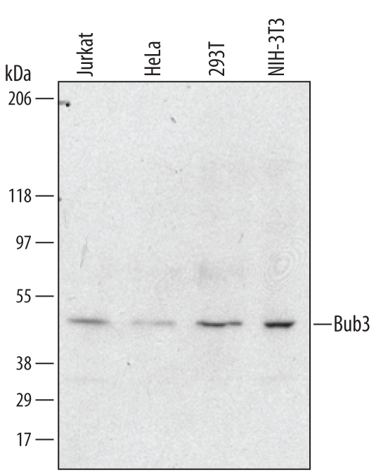 Detection of Human/Mouse Bub3 antibody by Western Blot.