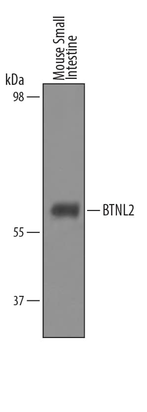 Detection of Mouse BTNL2/Butyrophilin-like 2 antibody by Western Blot.