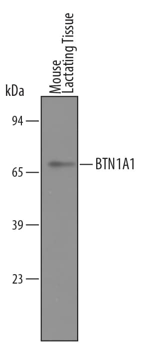 Detection of Mouse BTN1A1/Butyrophilin antibody by Western Blot.