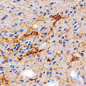 Butyrylcholinesterase/BCHE antibody in Mouse Brain by Immunohistochemistry (IHC-Fr).