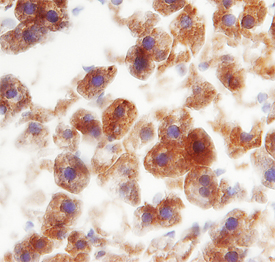 C-Reactive Protein/CRP antibody in Rat Liver by Immunohistochemistry (IHC-Fr).