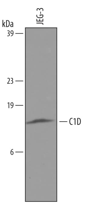 Detection of Human C1D antibody by Western Blot.