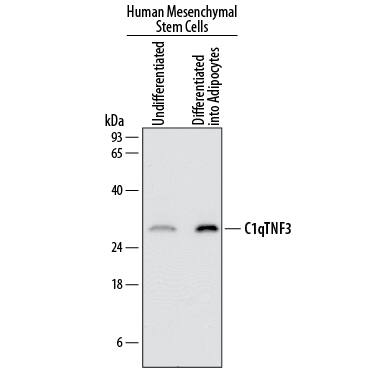 Detection of Human CTRP3/C1qTNF3/CORS26 antibody by Western Blot.