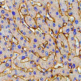 CTRP5/C1qTNF5 antibody in Human Liver by Immunohistochemistry (IHC-P).