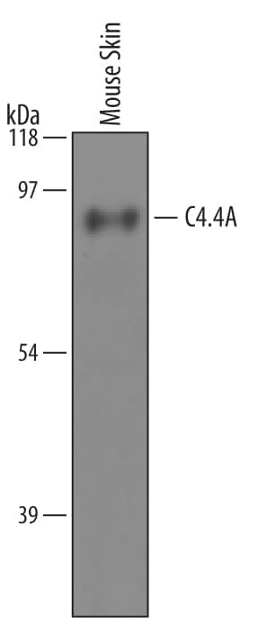 Detection of Mouse C4.4A/LYPD3 antibody by Western Blot.