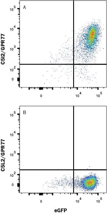 Detection of C5L2/GPR77 antibody in HEK293 Human Cell Line Transfected with Human C5L2/GPR77 and eGFP antibody by Flow Cytometry.