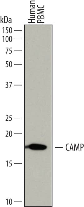 Detection of Human CAMP/LL37/FALL39 antibody by Western Blot.