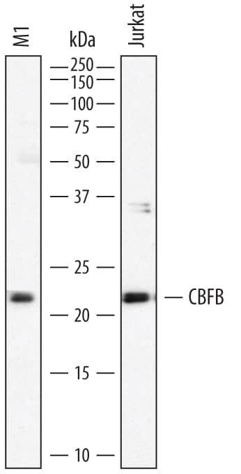 Detection of Human and Mouse CBFB antibody by Western Blot.