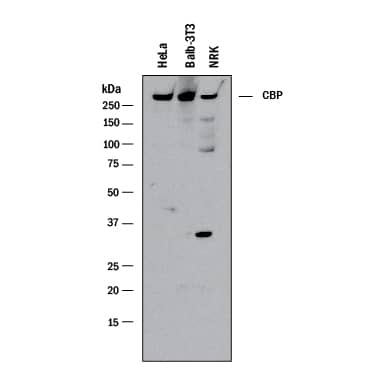 Detection of Human, Mouse, and Rat CBP antibody by Western Blot.