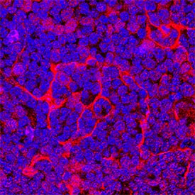 CCL11/Eotaxin antibody in Mouse Thymus by Immunohistochemistry (IHC-Fr).