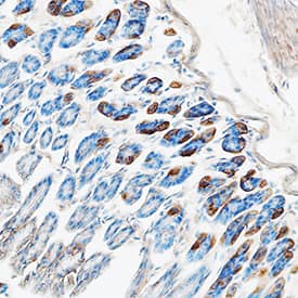 CCL11/Eotaxin antibody in Mouse Colon by Immunohistochemistry (IHC-Fr).