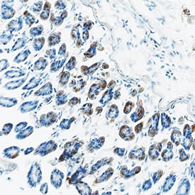 CCL11/Eotaxin antibody in Mouse Colon by Immunohistochemistry (IHC-Fr).