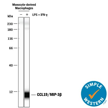 Detection of Human CCL19/MIP-3 beta antibody by Simple WesternTM.