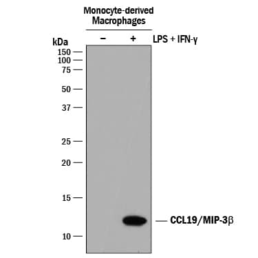 Detection of Human CCL19/MIP-3 beta antibody by Western Blot.