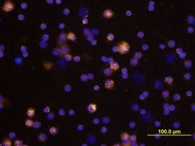 CCL19/MIP-3 beta antibody in Mouse Splenocytes by Immunocytochemistry (ICC).