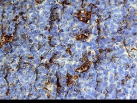 CCL19/MIP-3 beta antibody in Human Tonsil by Immunohistochemistry (IHC-P).