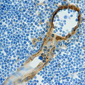 CCL21/6Ckine in Mouse Thymus. CCL21/6Ckine antibody in Mouse Thymus by Immunohistochemistry (IHC-Fr).