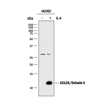 Detection of Human CCL26/Eotaxin-3 antibody by Western Blot.