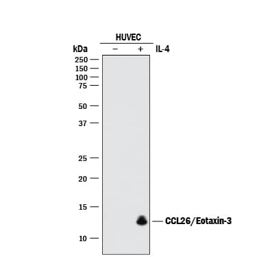 Detection of Human CCL26/Eotaxin-3 antibody by Western Blot.