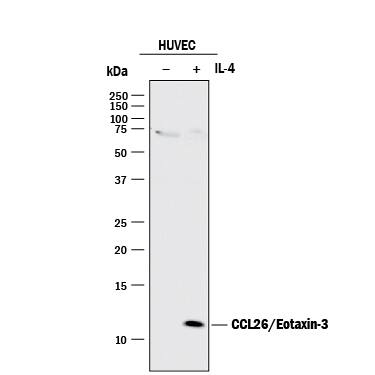 Detection of Human CCL26/Eotaxin-3 antibody by Western Blot.