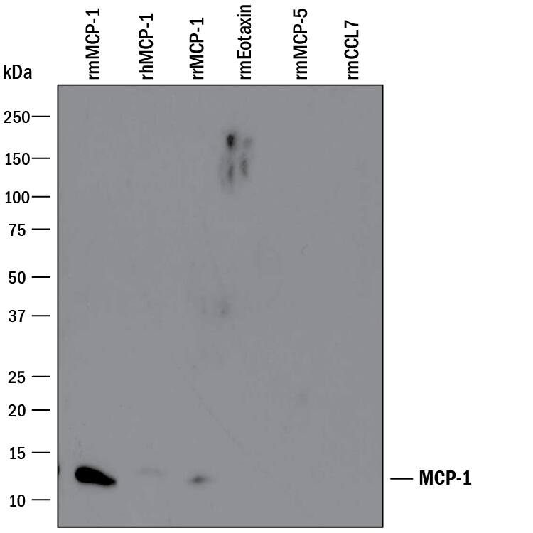 Detection of Recombinant Mouse CCL2/JE/MCP-1 antibody by Western Blot.