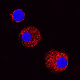 CCL2/JE/MCP-1 antibody in Canine PBMCs by Immunocytochemistry (ICC).