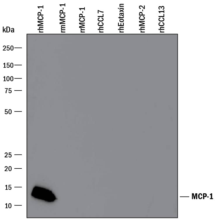 Detection of Recombinant Human CCL2/JE/MCP-1 antibody by Western Blot.