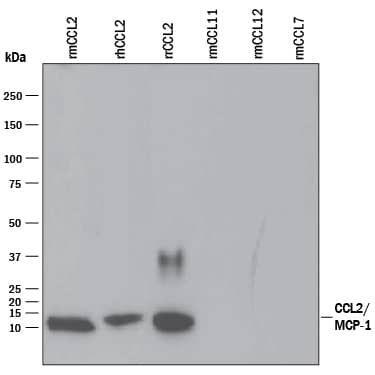 Detection of Recombinant Mouse CCL2/JE/MCP-1 antibody by Western Blot.