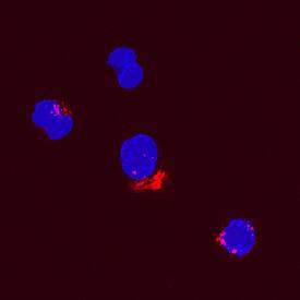 CCL2/JE/MCP-1 antibody in Canine PBMCs by Immunocytochemistry (ICC).