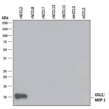 Detection of Recombinant Human CCL2/JE/MCP-1 antibody by Western Blot.