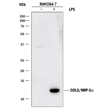 Detection of Mouse CCL3/MIP-1a antibody by Western Blot.