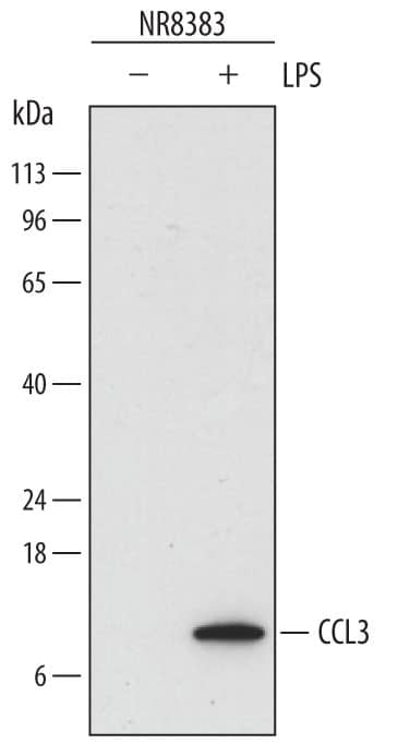 Detection of Rat CCL3/MIP-1a antibody by Western Blot.