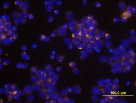 CCL3/MIP-1a antibody in Human PBMCs by Immunocytochemistry (ICC).