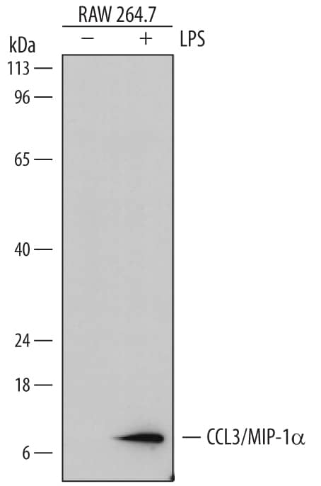 Detection of Mouse CCL3/MIP-1a antibody by Western Blot.