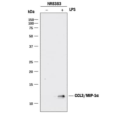 Detection of Rat CCL3/MIP-1a antibody by Western Blot.