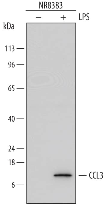 Detection of Rat CCL3/MIP-1a antibody by Western Blot.