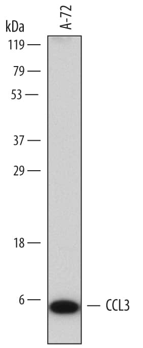 Detection of Canine CCL3/MIP-1a antibody by Western Blot.