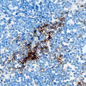 CCL4/MIP-1 beta antibody in Mouse Small Intestine by Immunohistochemistry (IHC-Fr).