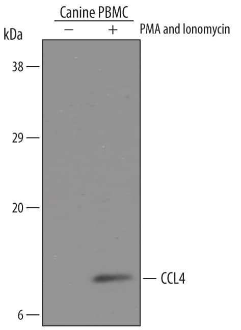 Detection of Canine CCL4/MIP-1 beta antibody by Western Blot.