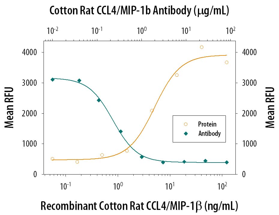 Chemotaxis Induced by CCL4/MIP‑1 beta and Neutral-ization by Cotton Rat CCL4/MIP‑1 beta Antibody.