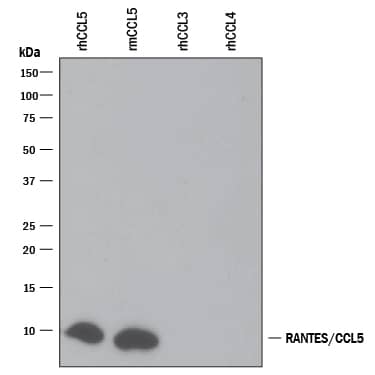 Detection of Recombinant Human and Mouse CCL5/RANTES antibody by Western Blot.