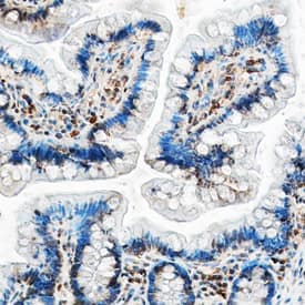 CCL5/RANTES antibody in Mouse Small Intestine by Immunohistochemistry (IHC-Fr).