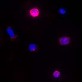 CCL5/RANTES antibody in Canine PBMCs by Immunocytochemistry (ICC).