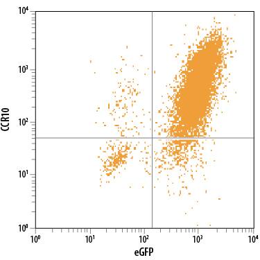 Detection of CCR10 antibody in BaF3 Mouse Cell Line Transfected with CCR10 and eGFP antibody by Flow Cytometry.