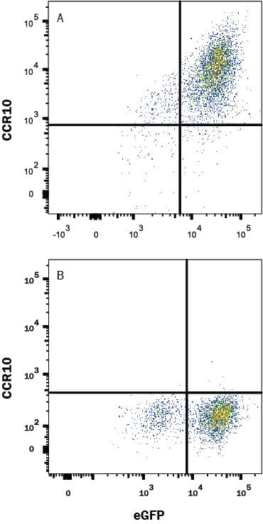 Detection of CCR10 antibody in HEK293 Human Cell Line Transfected with Mouse CCR10 and eGFP antibody by Flow Cytometry.