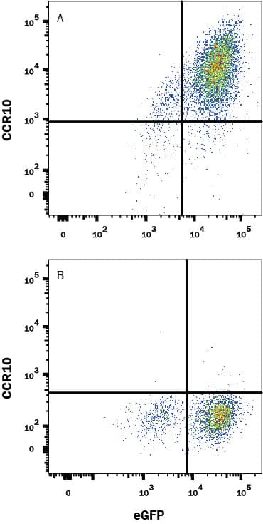 Detection of CCR10 antibody in HEK293 Human Cell Line Transfected with Mouse CCR10 and eGFP antibody by Flow Cytometry.