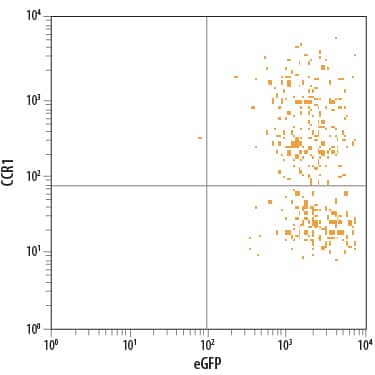 Detection of CCR1 antibody in L1.2 Mouse Cell Line Transfected with Human CCR1 and eGFP antibody by Flow Cytometry.