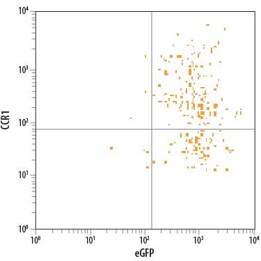 Detection of CCR1 antibody in L1.2 Mouse Cell Line Transfected with Mouse CCR1 and eGFP antibody by Flow Cytometry.