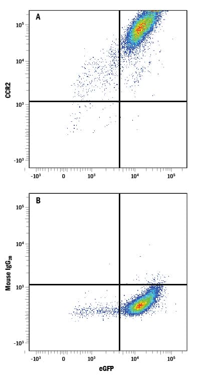 Detection of CCR2 antibody in HEK293 Human Cell Line Transfected with Rat CCR2 and eGFP antibody by Flow Cytometry.