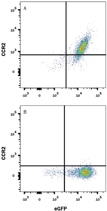 Detection of CCR2 antibody in HEK293 Human Cell Line Transfected with Rat CCR2 and eGFP antibody by Flow Cytometry.